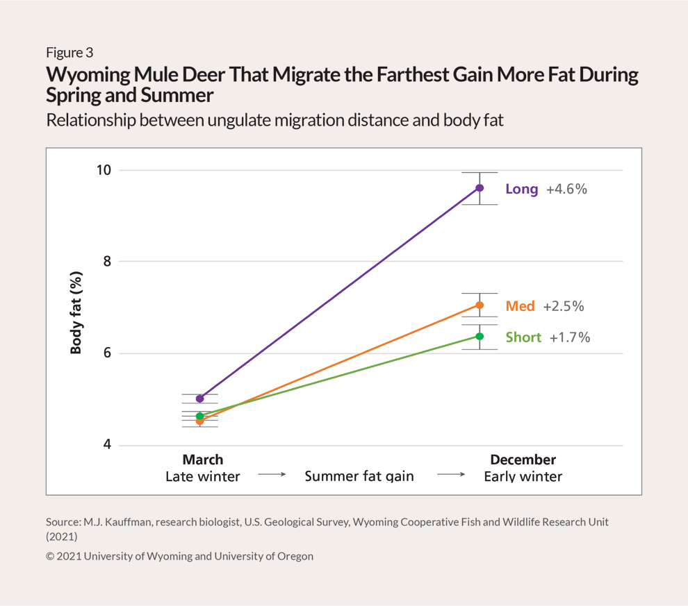Line graph showing the correlation between migration length and fat gain in migratory ungulates. The graph features three lines, long (in purple), medium (in orange), and short (in green), that start at a similar point around 5% body fat but diverge as they move higher and toward the right, indicating the progression of time from late winter in March, through summer, to early winter in December. The purple line shows that the greatest increase in body fat—roughly 4.6%—occurs in mule deer that undertake the longest migrations. Deer that migrate shorter distances gain much less fat, 2.5% for medium migrations and only 1.7% for short migrations.