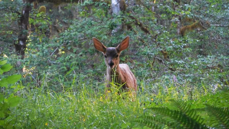Deer.