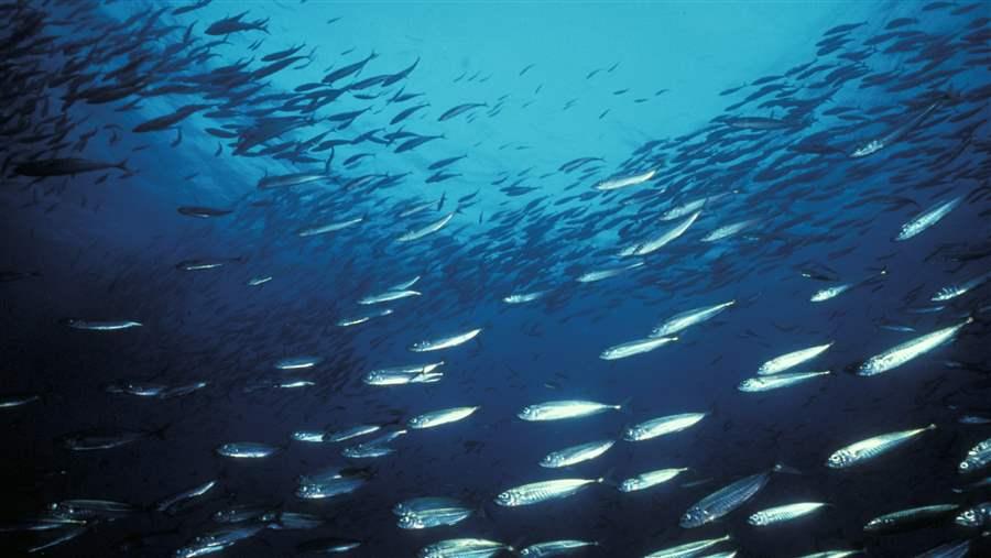 NE Fisheries